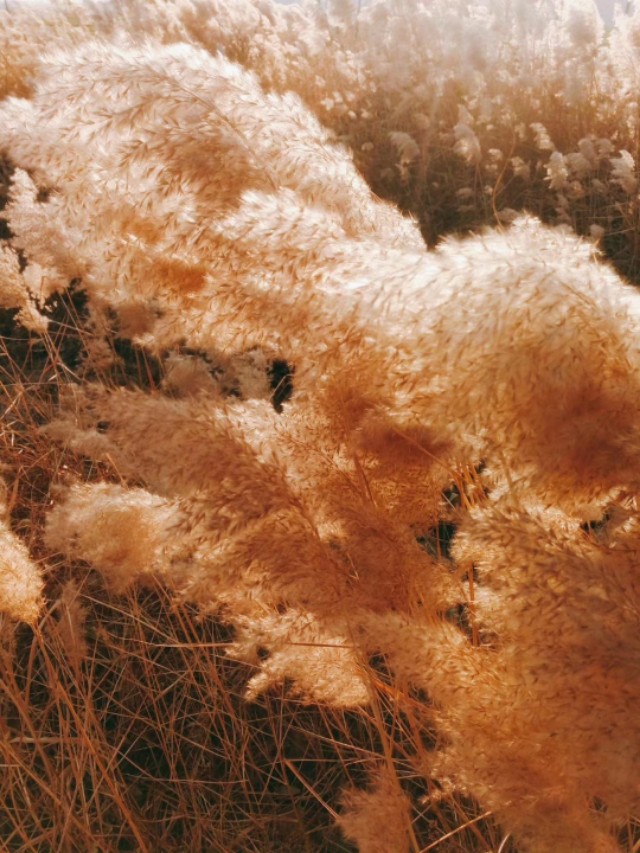 农村记忆散文,农村老水井散文