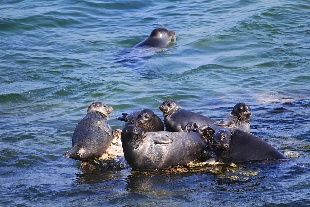 你所不了解的深海,你所不了解的地下世界