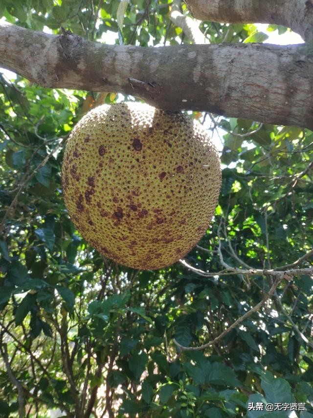 菠萝蜜怎么定价最合理,怎样辨别优质的菠萝蜜