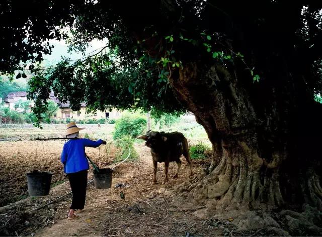 巴马火麻长寿的传说,巴马的火麻籽汤长寿秘诀