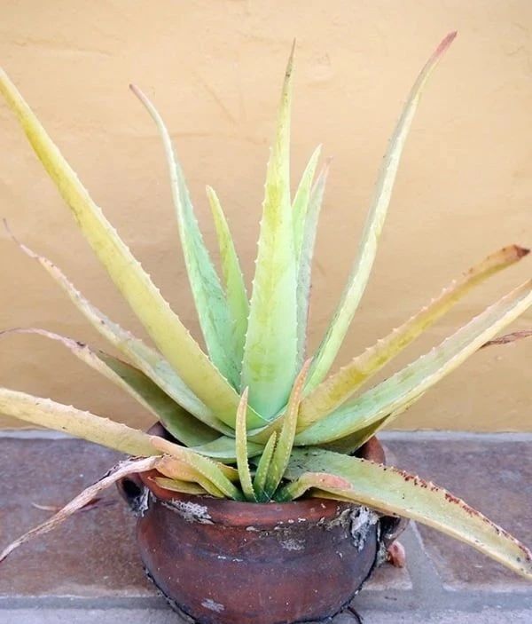 芦荟叶子变红变软可以剪掉吗,种植的芦荟为什么会发黄