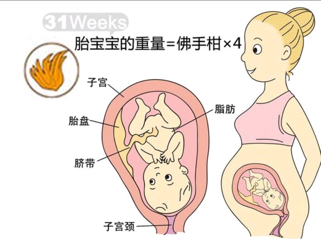 孕1-40周胎儿发育过程,孕8周到12周胎儿发育情况