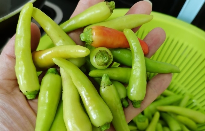 野山椒泡椒和小米辣泡椒,自做泡野山椒方法步骤