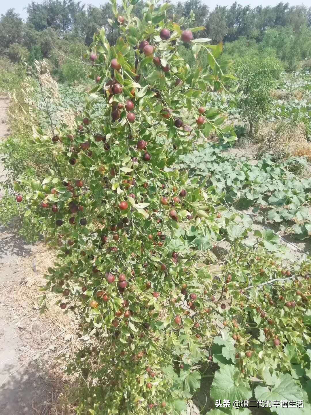 酸枣仁24年行情,天地网酸枣仁价格行情