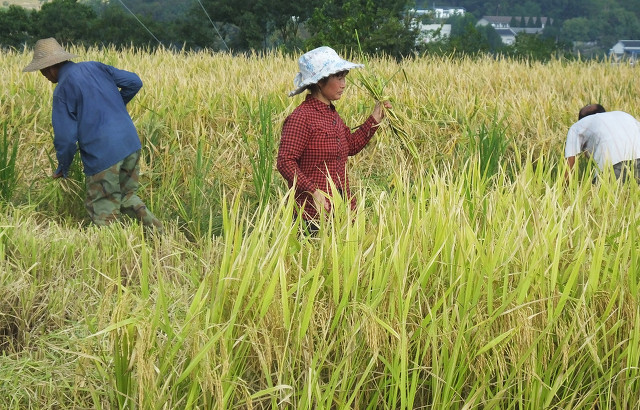 宁海长街文围村视频,最新宁海长街文围村