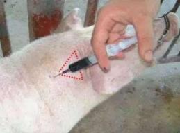 猪打针过敏反应症状,猪防疫过敏打什么针