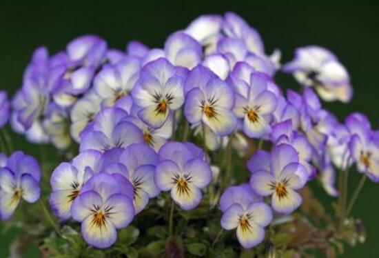 紫罗兰花期是多少天,紫罗兰花谢了还会开吗图片