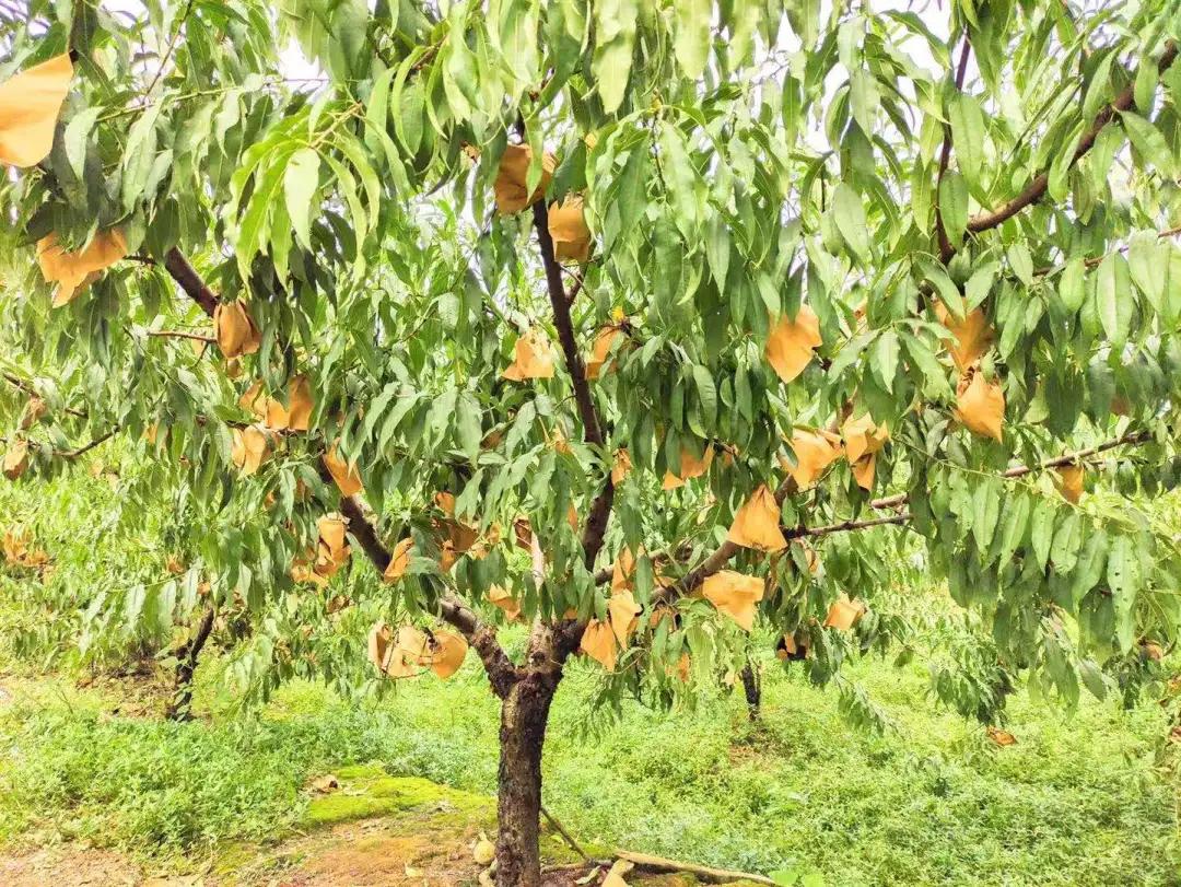 cctv村里来了个农业特派员,村里的联络员