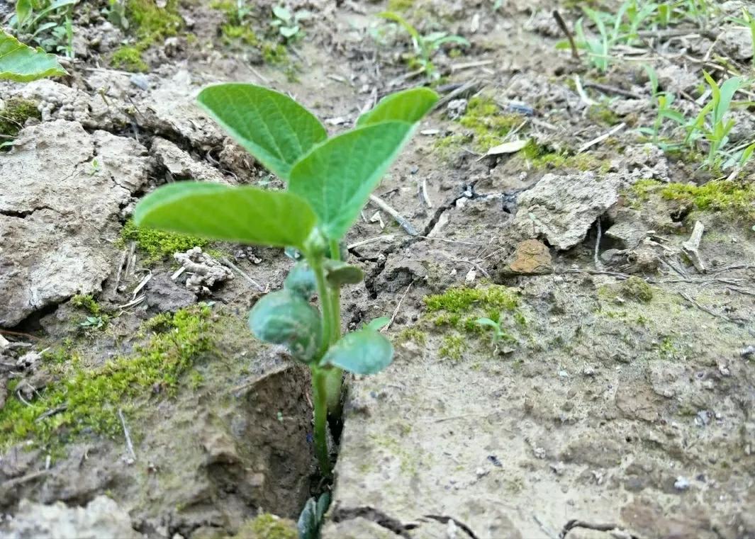 野兔喜欢吃桃树怎么办,野兔总是吃麦苗怎么办