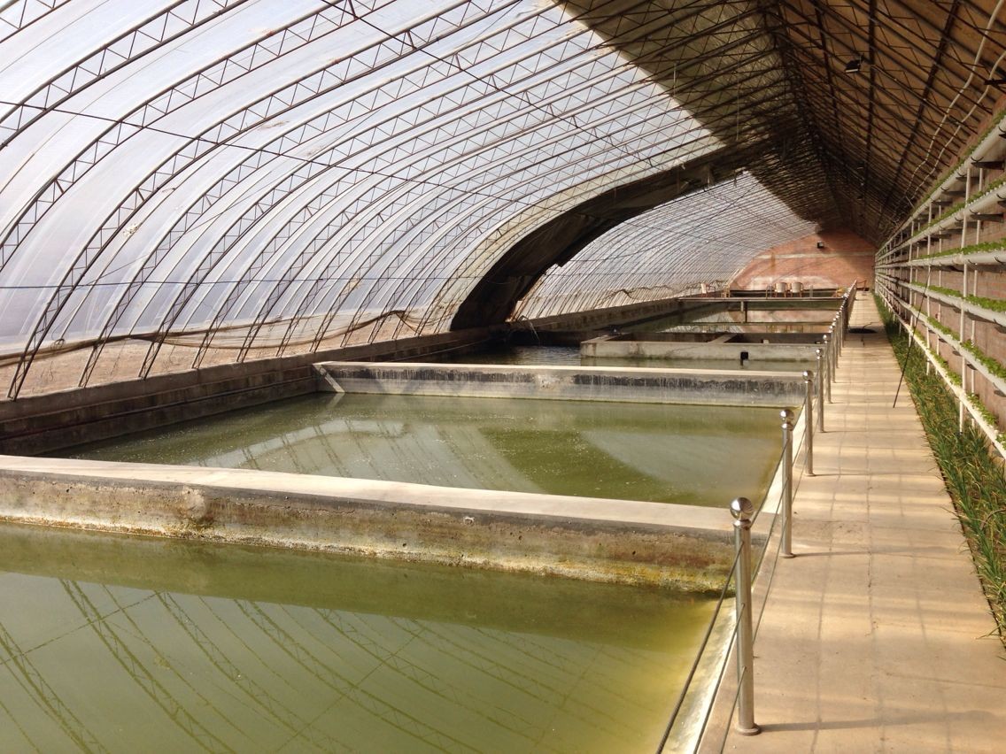 温室大棚垂钓前景,盘点冬季大棚黑坑钓鱼的方法