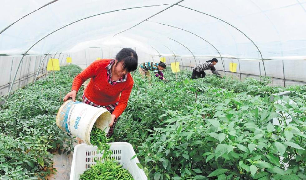 湖南农村小伙卖辣椒,80后小伙收购10吨蔬菜