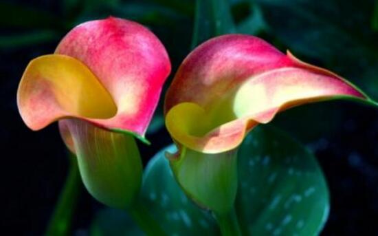 马蹄莲品种及图片欣赏大全,马蹄莲的品种及名称图片大全