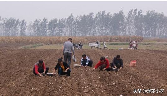 如何避免大蒜抽苔,又到了大蒜的播种季节
