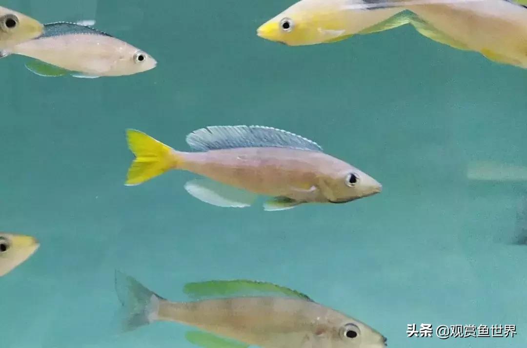 梦想的三湖世界持续建设中……方位:中国天津