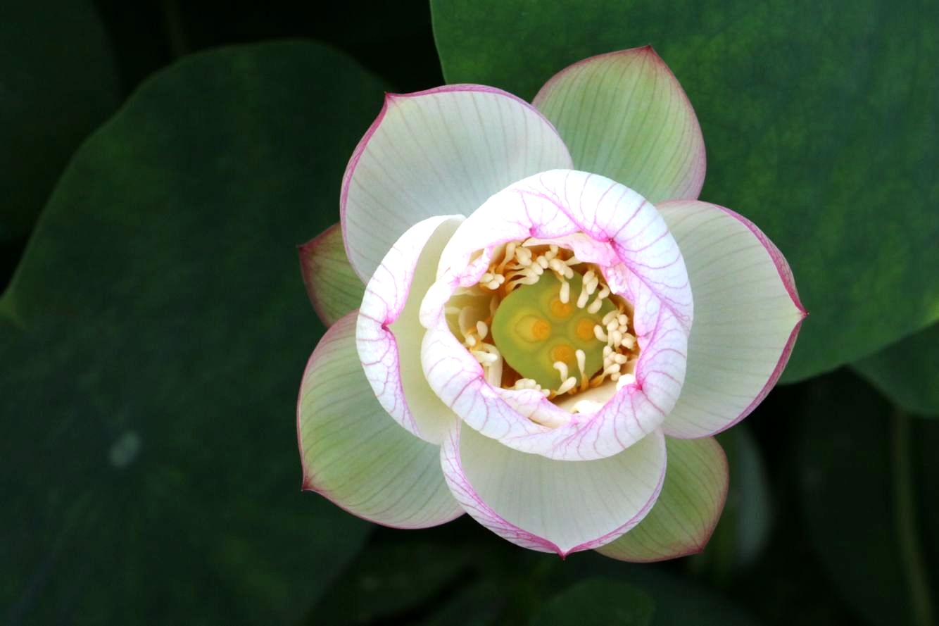 碗莲怎么磨开口,碗莲的正确打开方式