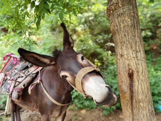 济南张家界自驾游路线推荐攻略,藏在济南市区的世外桃源
