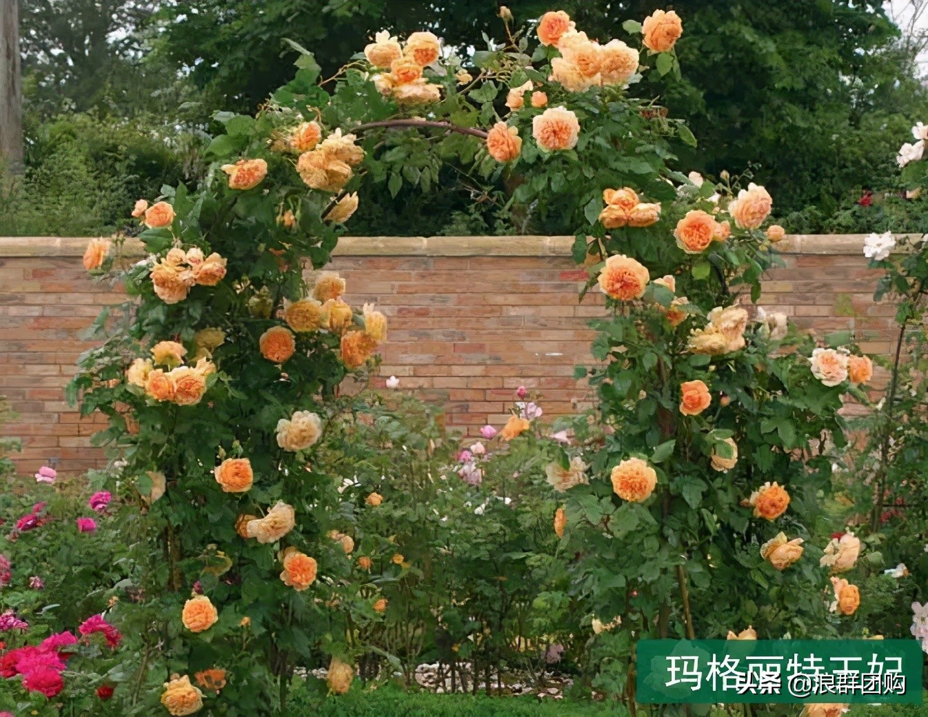 月季哪些品种大花又香,月季哪些品种花期长耐阴耐寒耐旱