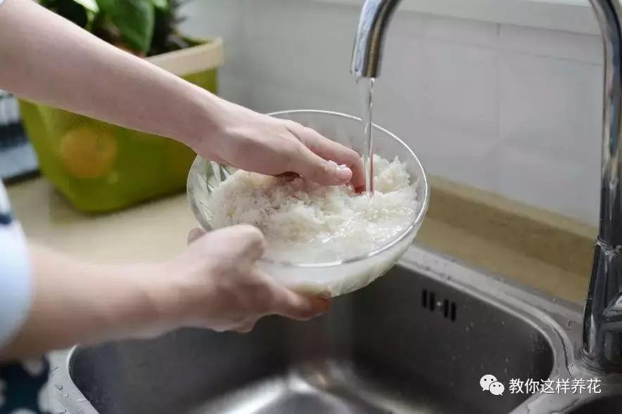 牛奶过期能浇哪些花卉植物,牛奶过期了怎么处理浇绿植