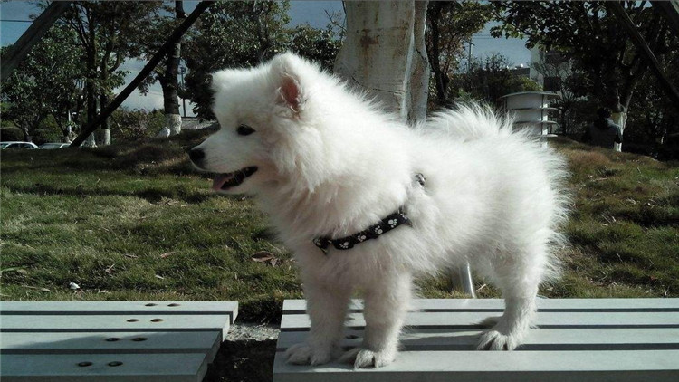 狗狗有哪三个信号说明已经怀孕了,怎么看出狗狗怀孕