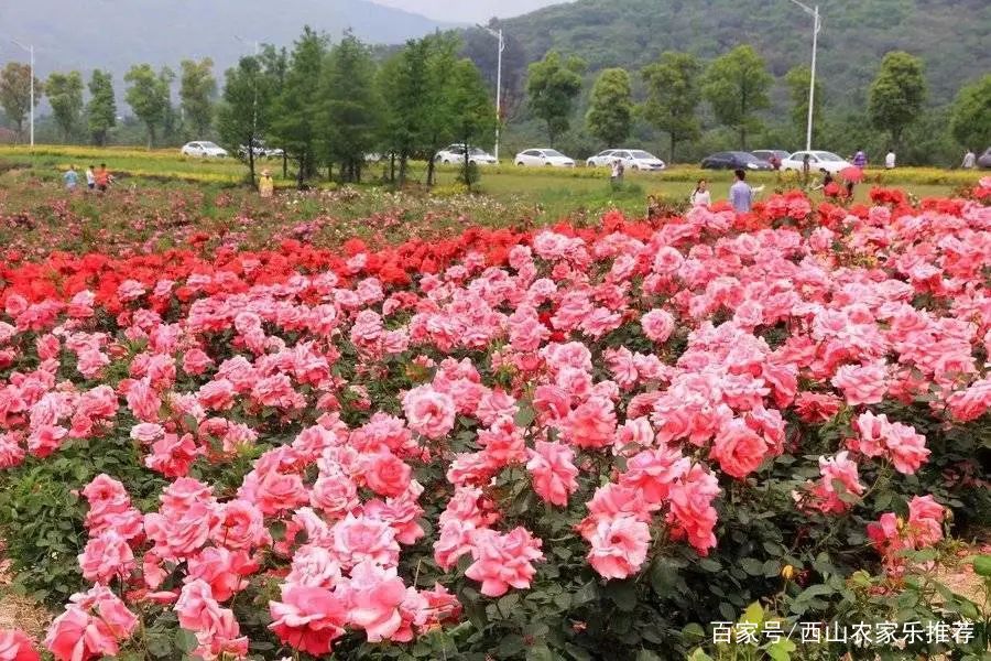 苏州西山网红打卡地樱花,苏州西山风景区有什么好玩的地方