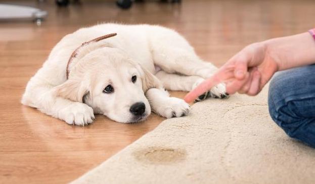 狗狗唤回训练的方法,训练狗狗叫的方法