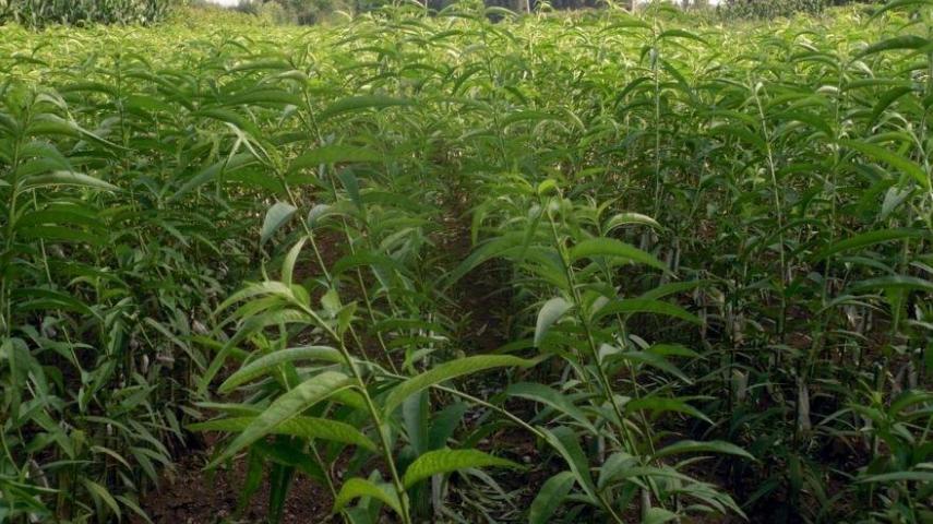 黄桃种植方法和技巧,嫁接黄桃的管理技术