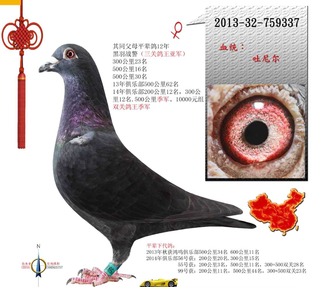 世界名鸽录,世界名鸽素材