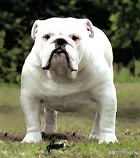 比尼熊狗狗价格,阿拉斯加狗狗价格