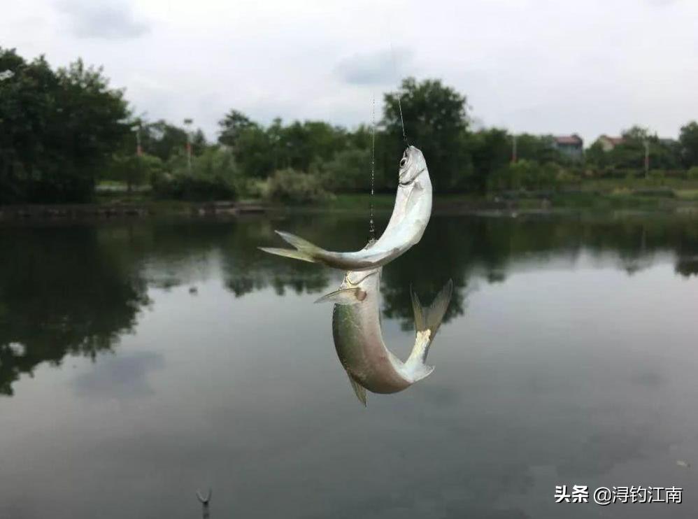 天热钓白条,天热白条上浮怎么钓