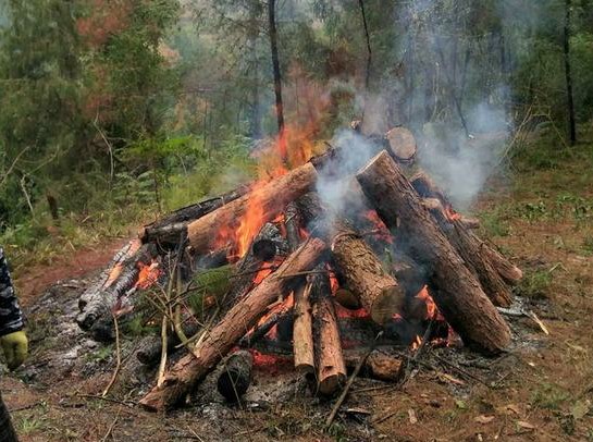 松树得了病枯黄用什么药,松树叶子变红是什么病
