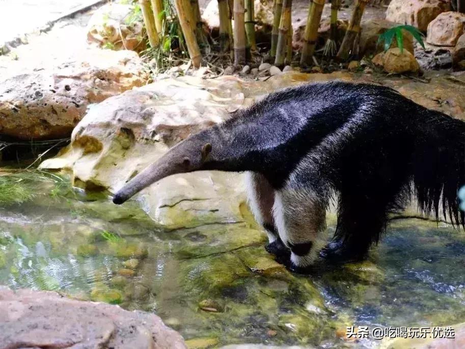 「国庆欢乐提前购」早买优惠！佛山5A长鹿休博园双人套票158元起