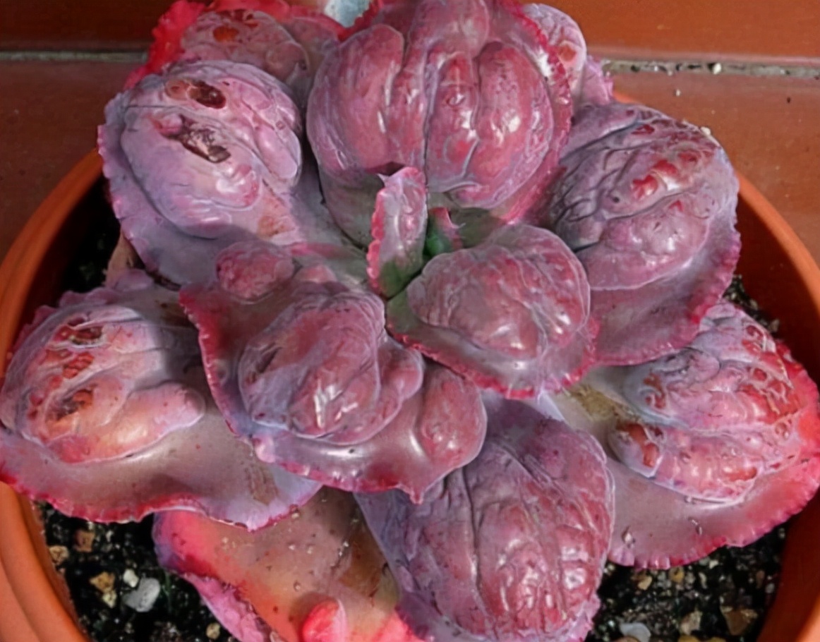 稀有奇特进口多肉,家里养着五种常见多肉