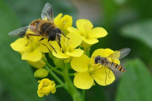 学养蜂的基础知识,养蜂基础知识和技巧