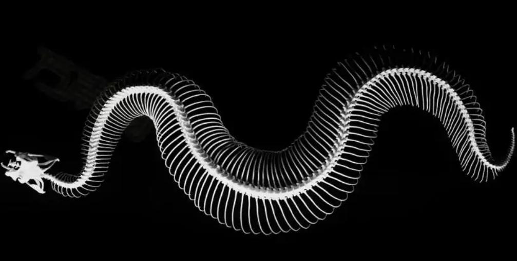 蛇会报复和记仇吗,没打过蛇的人遇见蛇蛇会追吗