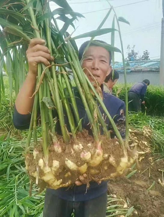 种姜怎么种产量更高,春耕进行时农村种姜