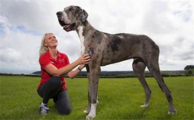 世界上最大的狗但是一点也不凶猛,你知道世界上最大的狗有多大吗