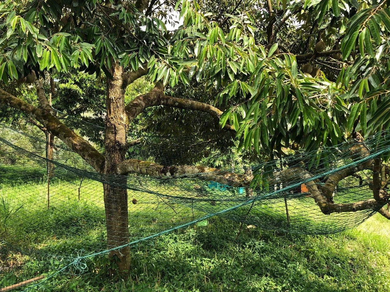 榴莲是不是热带水果之王,热带水果榴莲视频