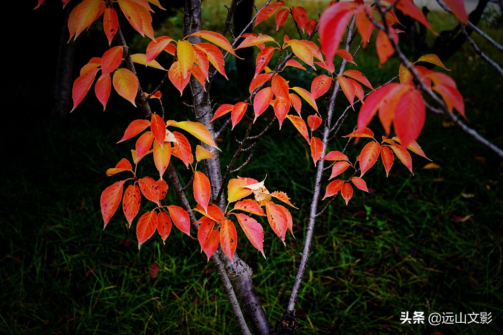 索尼黑卡二怎么拍,索尼黑卡2大光圈拍视频