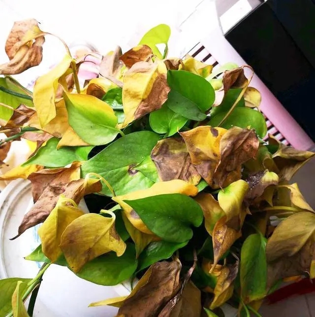 绿萝晒伤怎么补救最快,绿萝被晒伤的表现是什么怎么补救