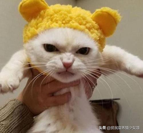 猫应该怎么抱才不会跑也不会咬人,你抱猫咪的方法正确吗