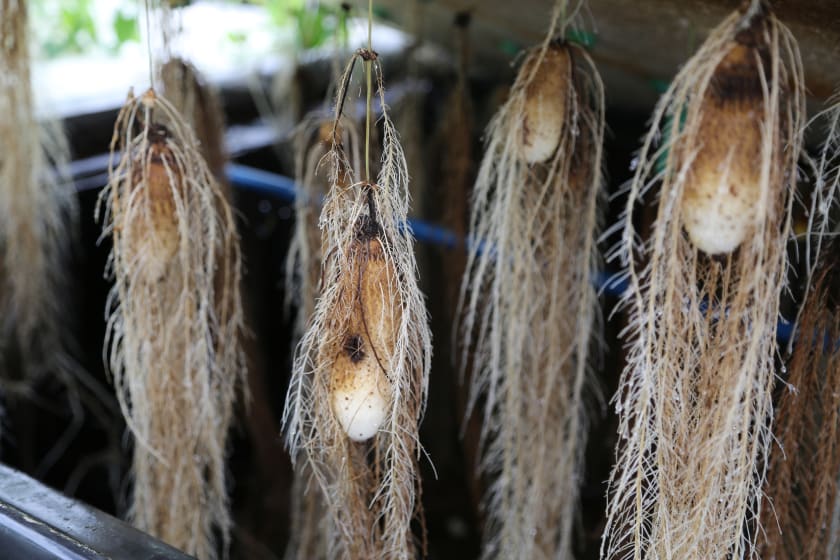 山药种苗繁殖技术,山药育苗留种技术