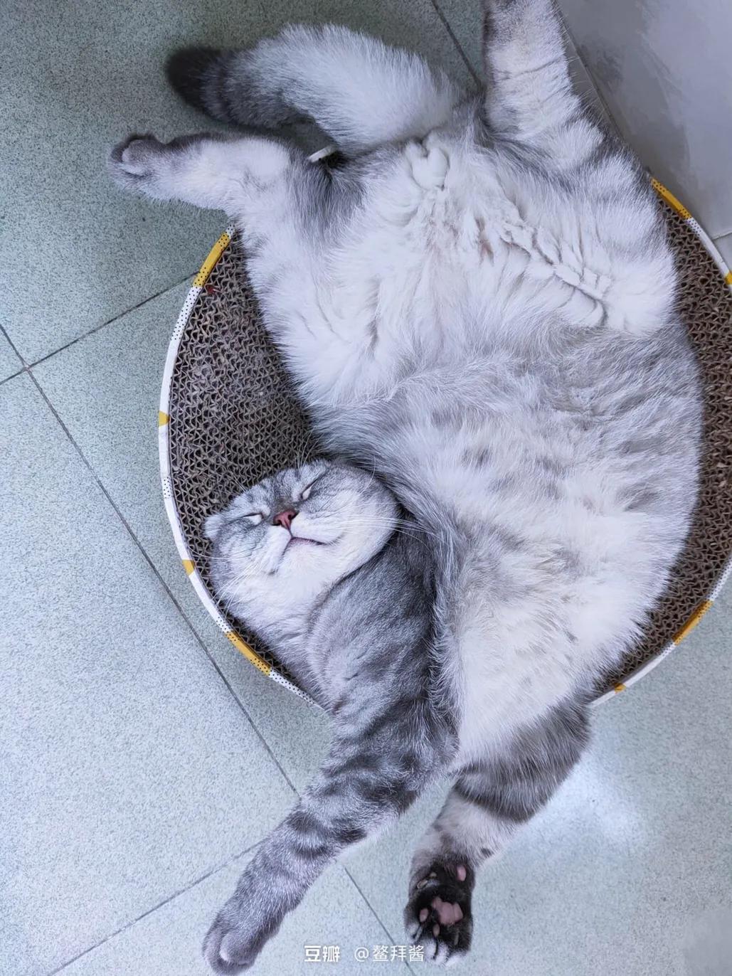 闲鱼领养了折耳母蓝猫,在闲鱼上领养猫咪是真的吗