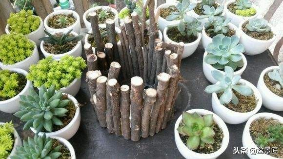 废物改造花盆绿植,旧物改造吊兰花盆