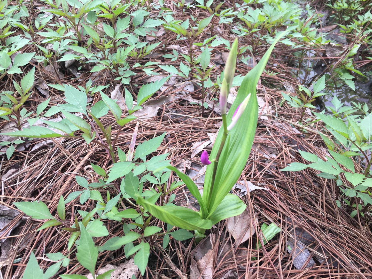 盆栽白芨的种植方法,白芨如何繁殖和种植