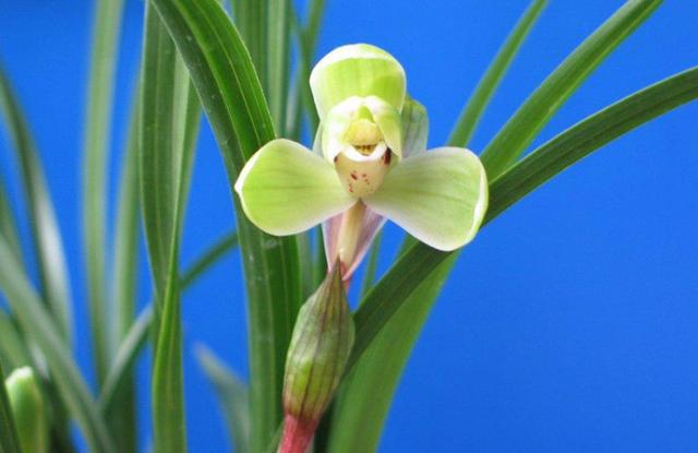 精品玉兰的品种及图片,国兰花朵不艳丽但香气清雅