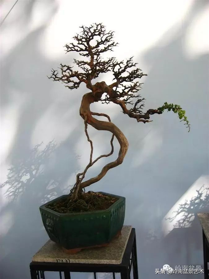 精品雀梅盆景名称,值得收藏的盆景作品欣赏