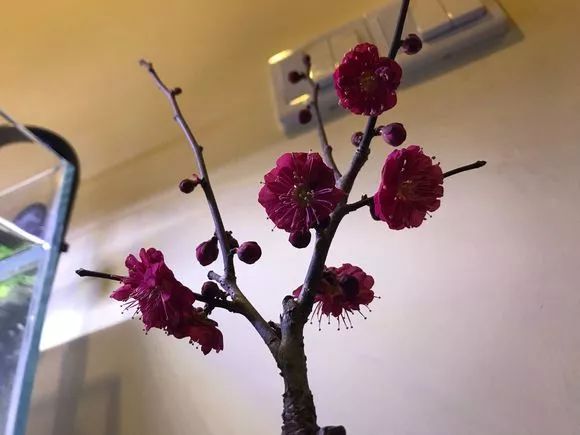 花突然蔫了？你家装修污染可能出问题了！