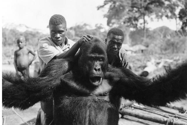 猩猩艾滋病毒是怎么传染给人的,艾滋病毒主要侵害细胞