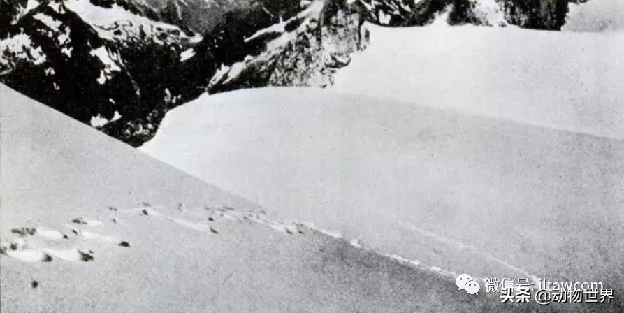 不可思议的神秘动物,不可思议的动物