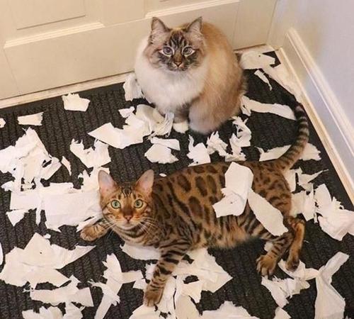 猫咪界中谁的战斗力最强,猫界禁养五虎将